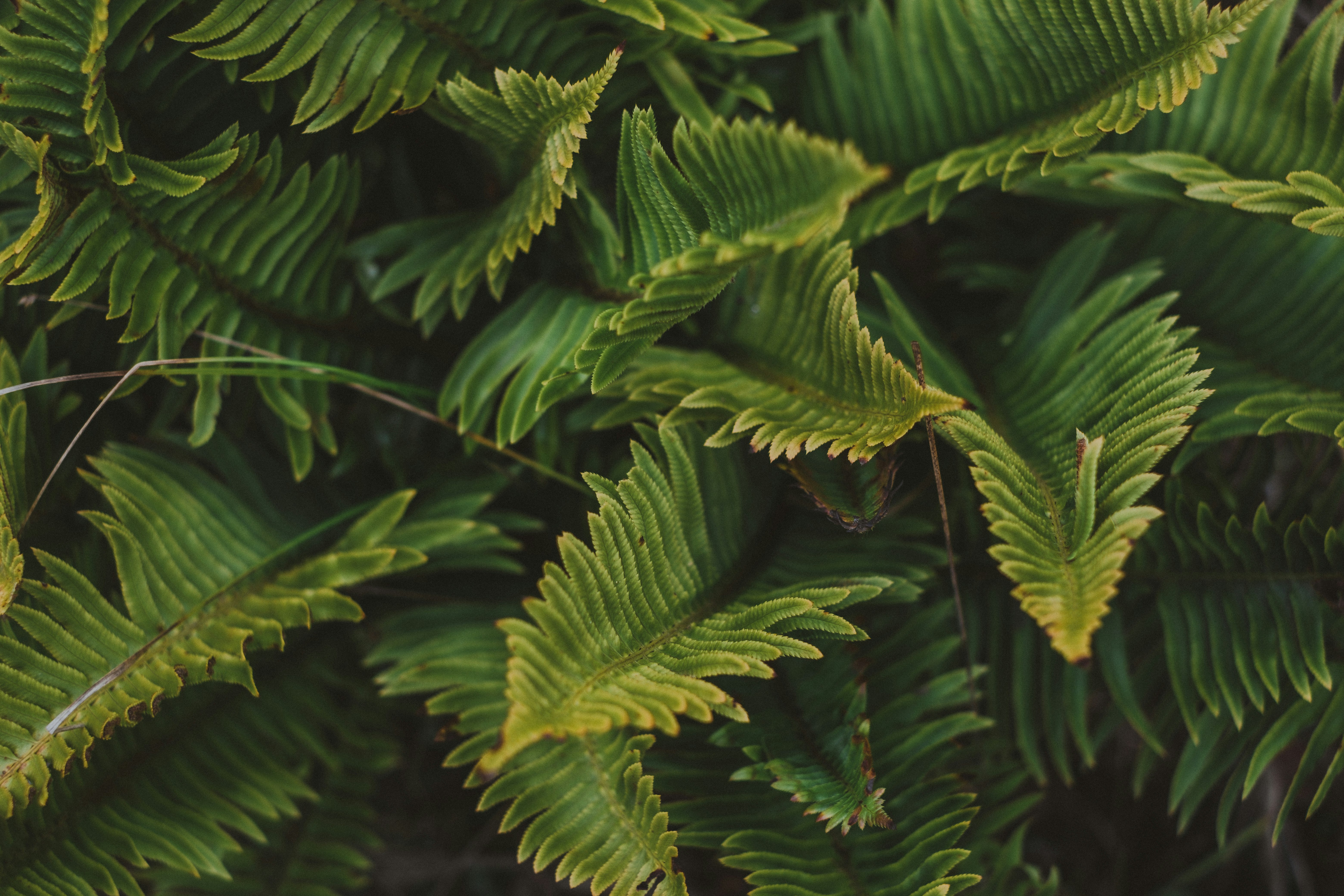 green fern plant in close up photography